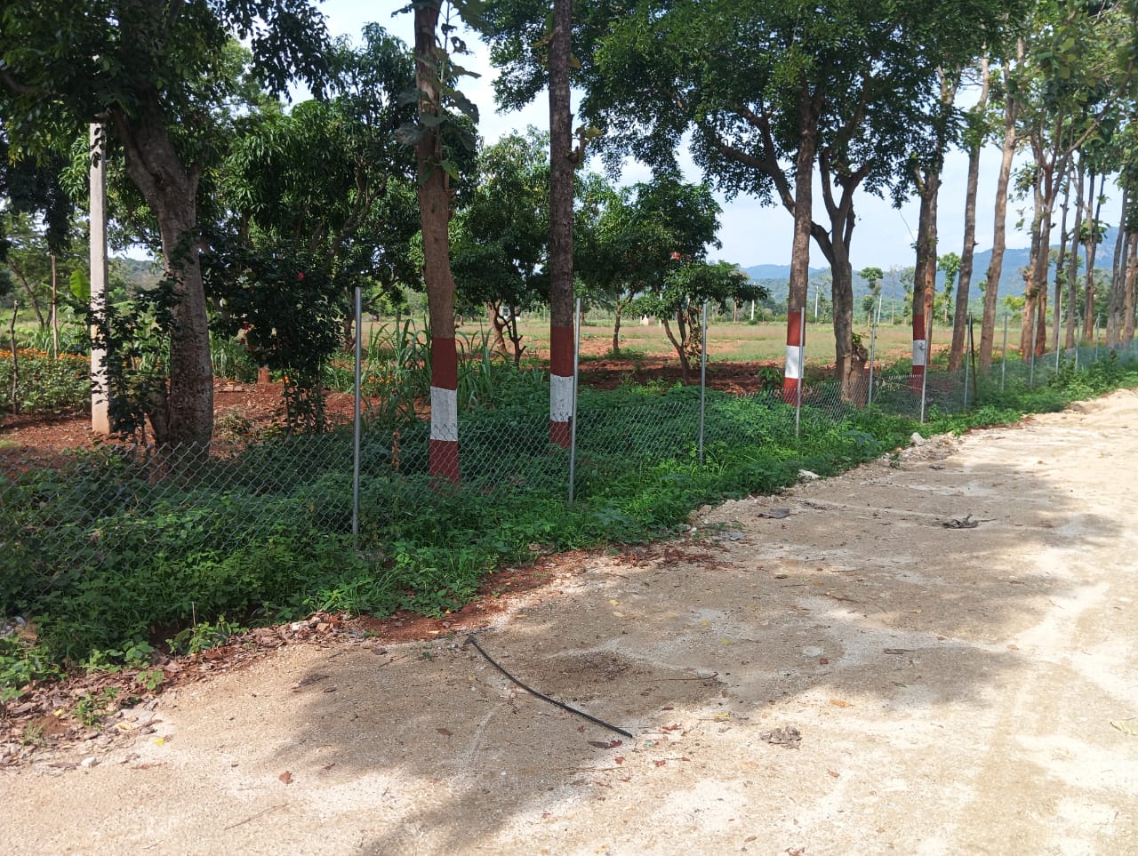 Rolling farmland in Yelandur