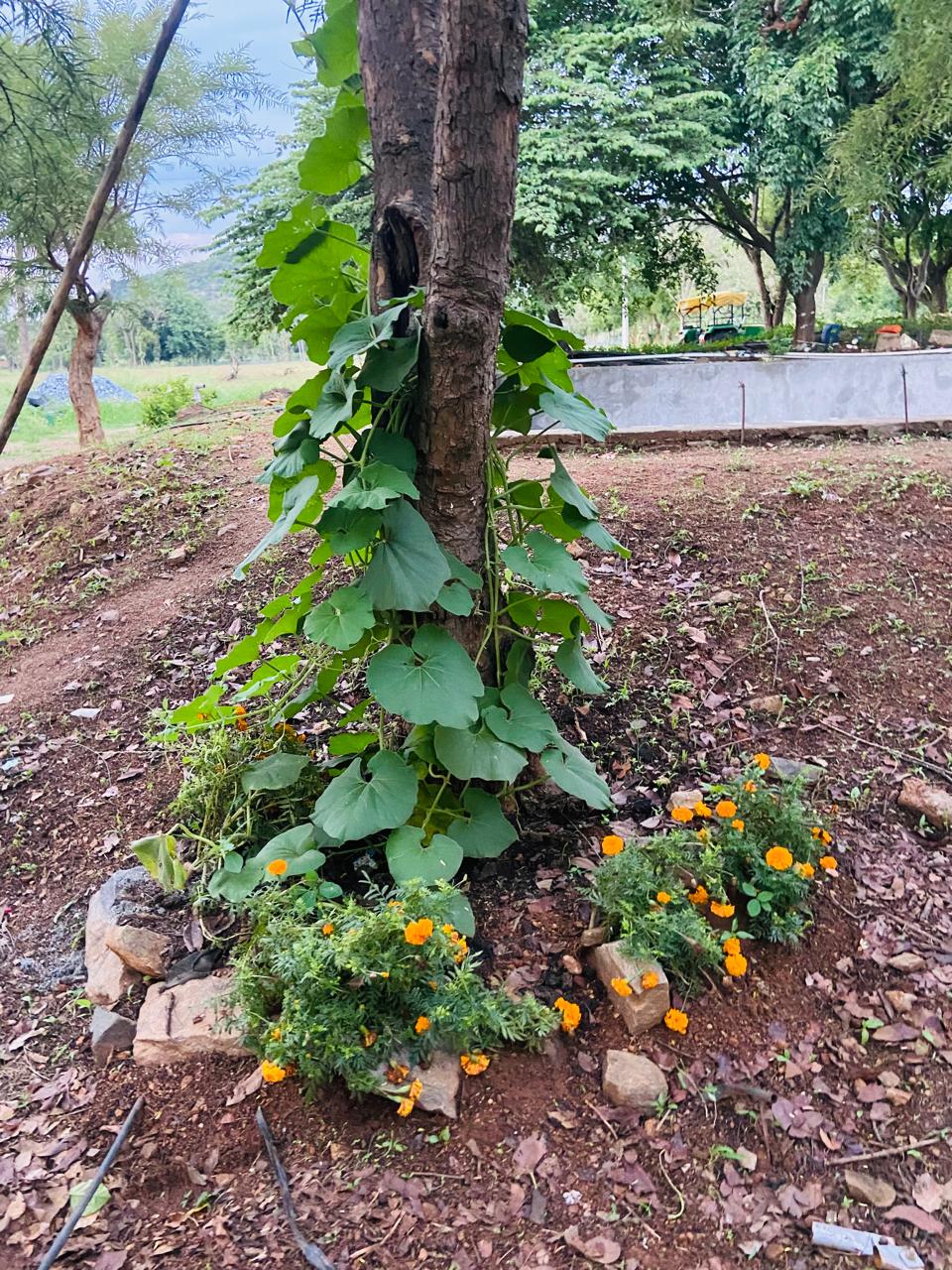Yelandur connectivity