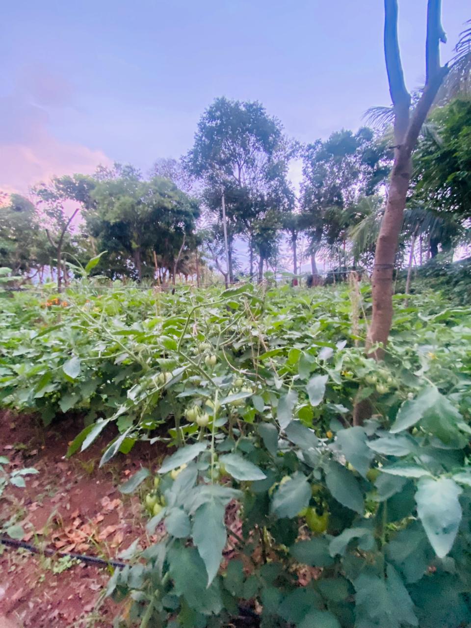 Fruit-bearing orchards