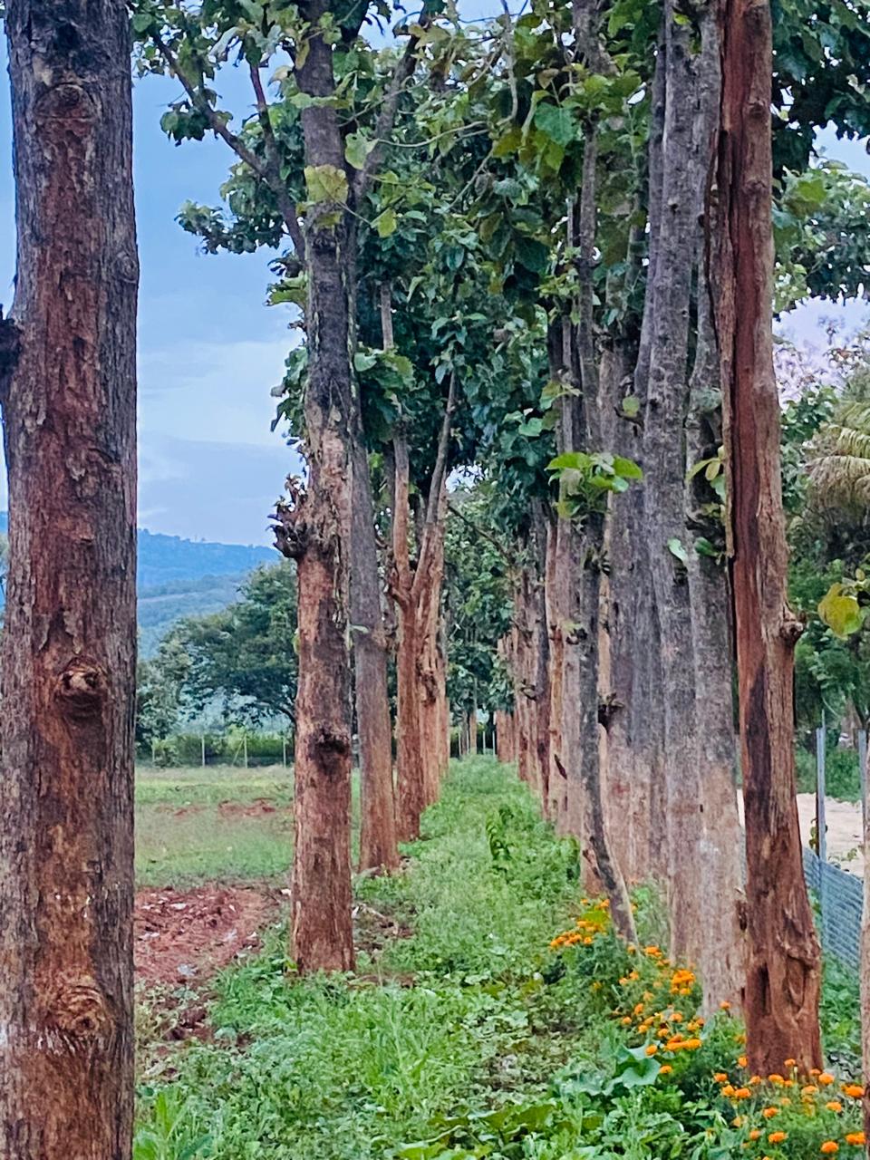 Sandalwood plantation