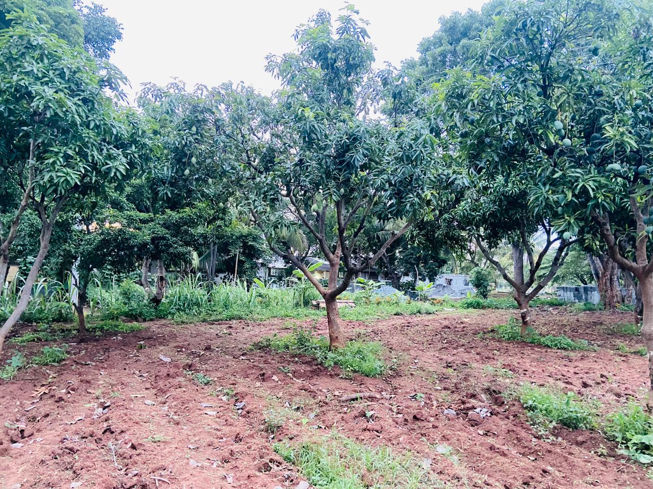 Krushi Bhoomi Farms fields